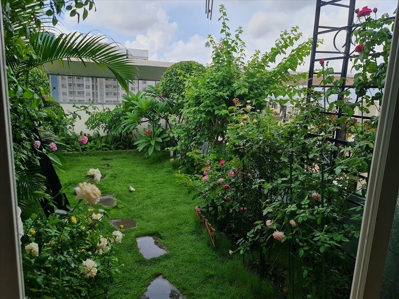 Từ năm 2018, trên khoảng sân thượng của một căn hộ penthouse tầng 23 tại Dĩ An, Bình Dương cũ (nay thuộc TP.HCM), chị Ngô Phương Nga đã tâm huyết gây dựng nên một không gian xanh ngát với đầy đủ hoa hồng, rau sạch và cây ăn trái.