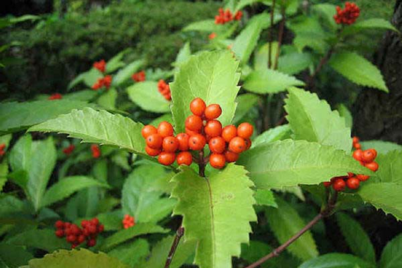 Sói rừng - thảo dược tốt cho người bệnh tự miễn (vảy nến, lupus ban đỏ).