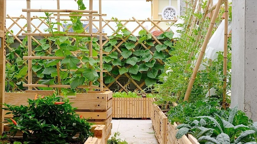 Chị Minh chia sẻ rằng điều chị tự hào nhất chính là sự kiên trì bền bỉ, bất kể nắng mưa chị đều dành thời gian chăm sóc cây cối. Đặc biệt, toàn bộ các công đoạn từ gieo hạt đến thu hoạch đều do chị tự tay thực hiện hoặc có sự hỗ trợ từ người thân chứ không thuê nhân công bên ngoài.