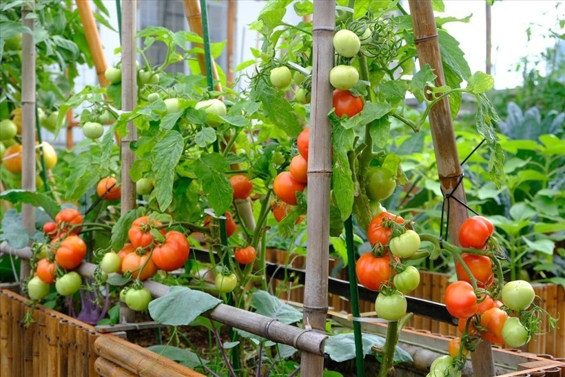Do đặc thù nhà gần biển thường xuyên phải đối mặt với gió mạnh và bão lớn, chị Minh đã tự mày mò thiết kế hệ thống giàn cây thông minh. Vì vườn không có lưới che cố định, chị sử dụng các loại giàn di động có thể tháo lắp linh hoạt. Mỗi khi có dự báo thời tiết xấu, chị lại nhanh chóng dỡ giàn, cất gọn vào kho để bảo vệ cây trồng khỏi sức tàn phá của thiên tai.