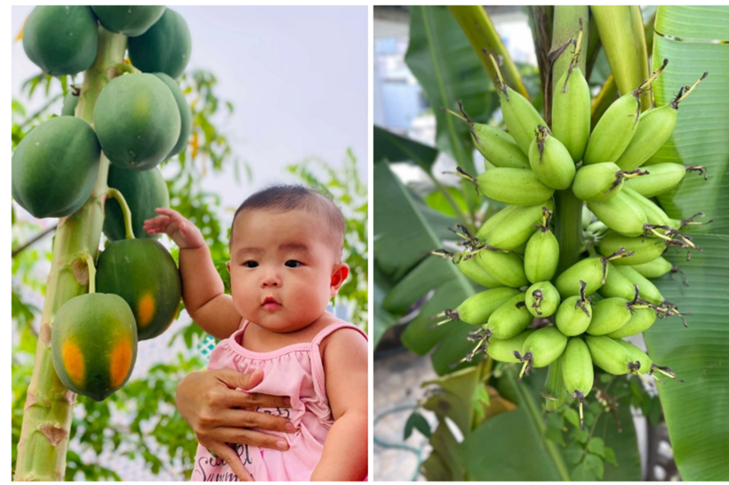 Chị Trân hào hứng chia sẻ rằng với vai trò là một người nội trợ, chị cảm thấy vô cùng mãn nguyện khi vườn nhà luôn sẵn có nguồn nguyên liệu tươi ngon.