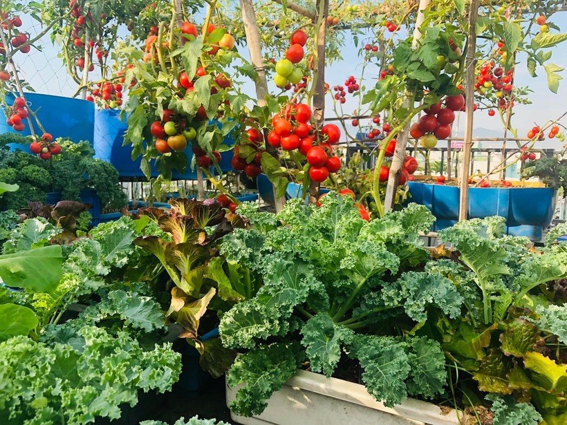 Hiện tại, chị đang xây dựng thêm một khu vườn mới tại một tỉnh thành khác với mục tiêu cung cấp nông sản sạch và kinh doanh bài bản. Với 5 năm kinh nghiệm tích lũy từ sân thượng, chị tin rằng hành trình nông nghiệp sắp tới sẽ còn thuận lợi và phát triển hơn nữa.