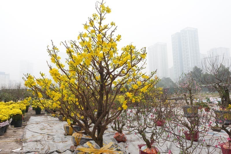 Hoa mai nở rộ chờ khách đến mua. Ảnh: Lao Động.