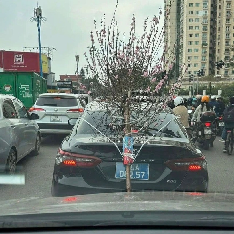 Hình ảnh chiếc ô tô biển xanh buộc cành đào làm che lấp biển số. (Ảnh: Cục CSGT)