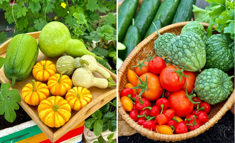 Chia sẻ về kinh nghiệm cho những người mới bắt đầu, chị Vy cho rằng nên chọn các loại rau dễ trồng như họ cải, bí hoặc mướp. Riêng với việc trồng dưa, chị lưu ý cần chọn giống phù hợp khí hậu, biết cách hỗ trợ thụ phấn và làm "võng" để đỡ những trái dưa nặng.