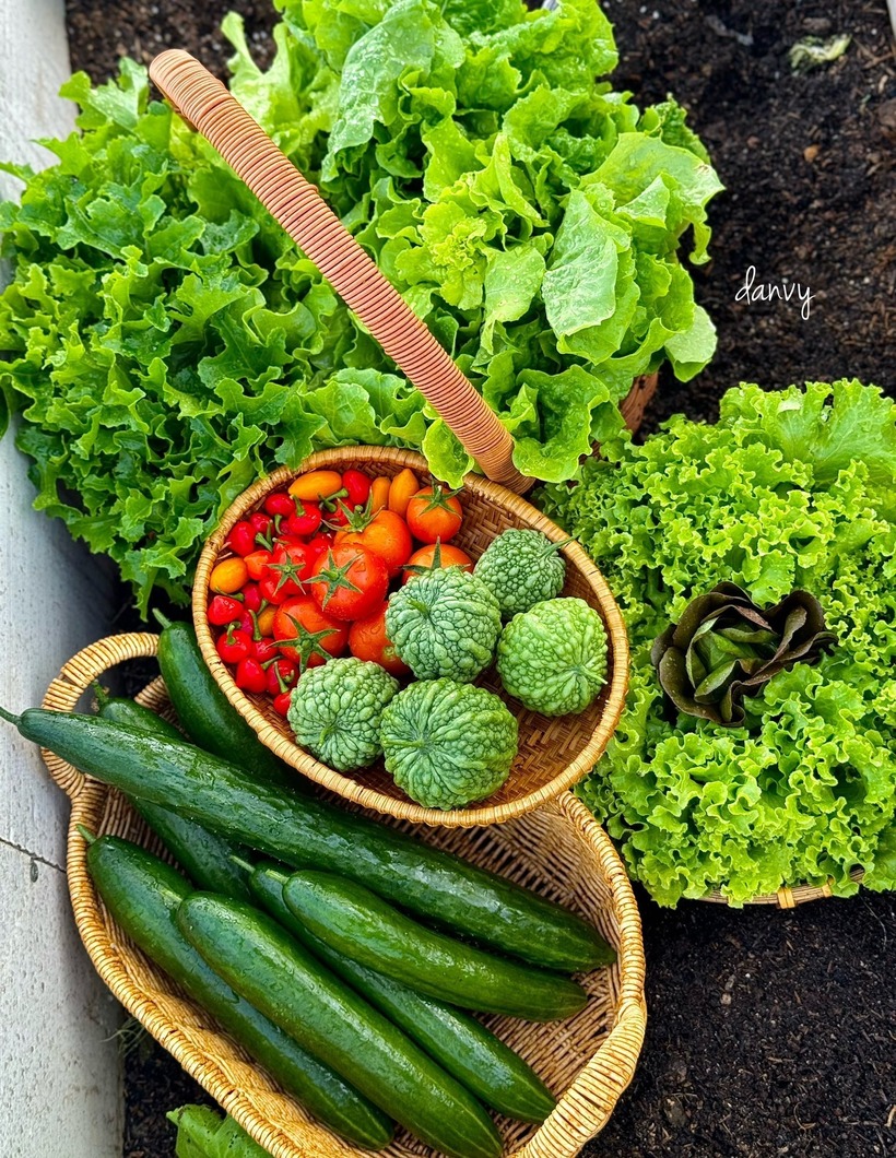 Bí quyết để sở hữu khu vườn sum sê của chị Vy nằm ở khâu làm đất. Chị quan niệm đất có tốt và giàu dinh dưỡng thì cây mới phát triển khỏe mạnh, ít sâu bệnh. Chị thường trộn đất sạch với tro trấu, phân chuồng, phân lân cùng các loại nấm sinh học.