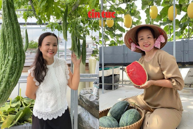 Giữa nhịp sống đô thị hối hả của TP.HCM, nơi những mảng xanh dần trở nên hiếm hoi, chị Trần Thị Tuyết Nhung (SN 1976,ngụ tại phường Bình Trị Đông) đã khéo léo biến khoảng sân thượng rộng gần 100 m2 của gia đình thành một khu vườn nông sản trù phú.