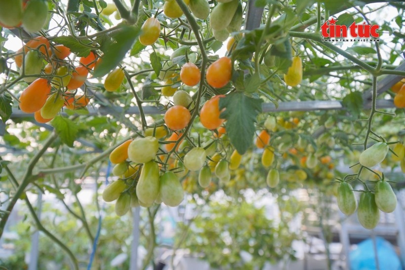 Trong số các loại cây, cà chua bạch tuộc là giống khiến chị tự hào nhất bởi đây là loại cây đòi hỏi kỹ thuật chăm sóc khắt khe và thời gian sinh trưởng dài, khó thích nghi với thời tiết Sài Gòn hơn các loại thông thường.