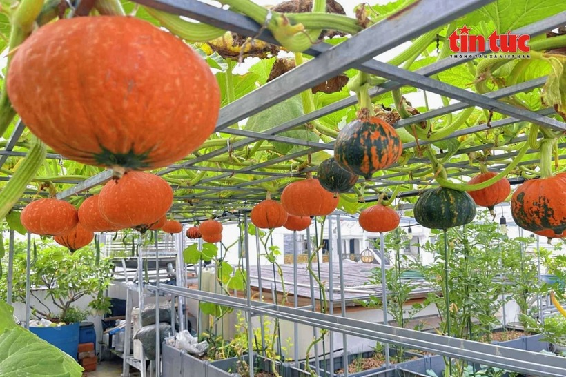 Sau hơn bốn năm bền bỉ vun xới, khu vườn giờ đây đã trở thành nguồn cung cấp thực phẩm dồi dào. Đối với chị Nhung, việc làm vườn hoàn toàn xuất phát từ đam mê chứ không vì mục đích kinh doanh. Những khi thu hoạch dư dả, chị lại hào hứng chia sẻ thành quả với người thân, bạn bè để lan tỏa niềm vui.