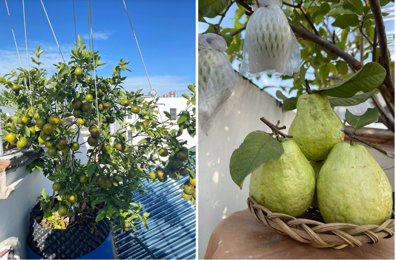 Đặc biệt, có những thời điểm chị còn trồng cả bí ngô để tạo niềm vui cho các con trong những dịp lễ hội, biến việc thu hoạch thành trải nghiệm đáng nhớ cho cả nhà.