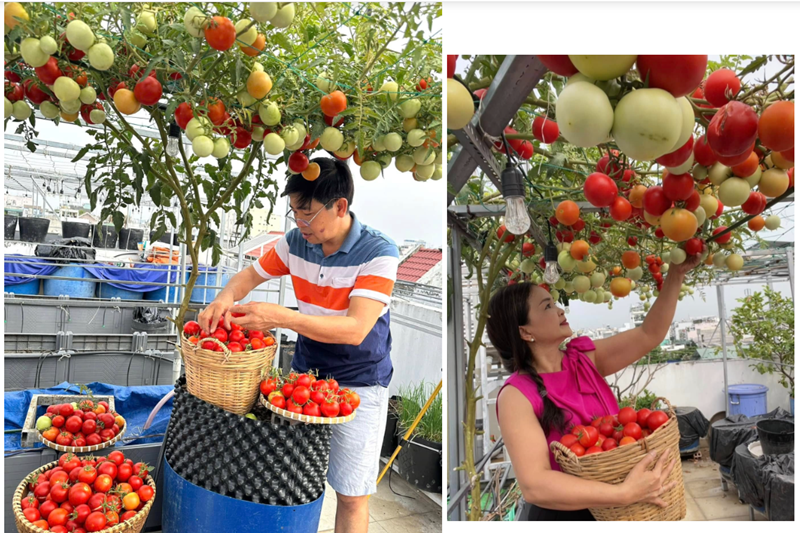 Hành trình xây dựng khu vườn không hề dễ dàng khi chị phải đối mặt với khó khăn trong việc vận chuyển đất, chậu và vật tư lên cao, cũng như việc thích nghi với kỹ thuật canh tác trong không gian hạn chế. Tuy nhiên, bằng tinh thần cầu thị, chị đã chủ động học hỏi kinh nghiệm từ các hội nhóm và những người đi trước.