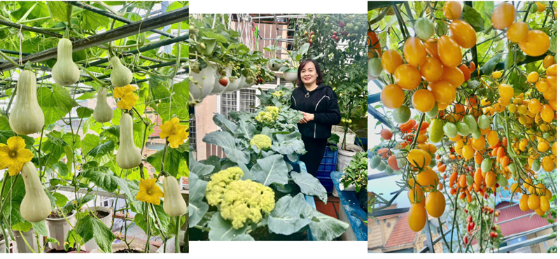 Bí quyết để khu vườn luôn cho năng suất cao nằm ở khâu xử lý đất và phòng trừ dịch bệnh. Chị Thêu đặc biệt chú trọng việc làm sạch đất cũ, loại bỏ rễ và ủ bột cám gạo để diệt trừ mầm bệnh trước khi xuống giống đợt mới.
