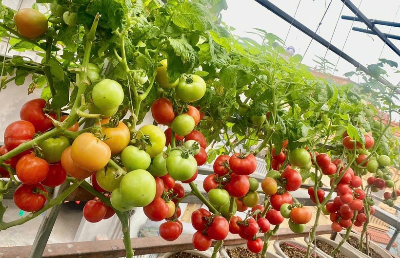 Với tổng mức đầu tư khoảng 10 triệu đồng theo tiêu chí cần đến đâu mua đến đó, khu vườn được chia thành các phân khu khoa học. Trung tâm khu vườn là nơi trưng bày các chậu hoa lan quý, trong khi hai bên hành lang được tận dụng để trồng rau trái theo mô hình "mùa nào thức nấy".
