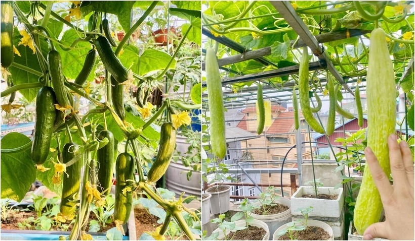 Trong quá trình cây phát triển, chị ưu tiên sử dụng thuốc sinh học và các biện pháp thủ công như bẫy côn trùng, bắt sâu bằng tay để đảm bảo độ an toàn tuyệt đối cho nông sản. Nhờ sự chăm sóc khoa học, có những vụ thu hoạch gia đình chị thu về cả tạ cà chua hoặc những đợt dưa lưới sai trĩu quả.