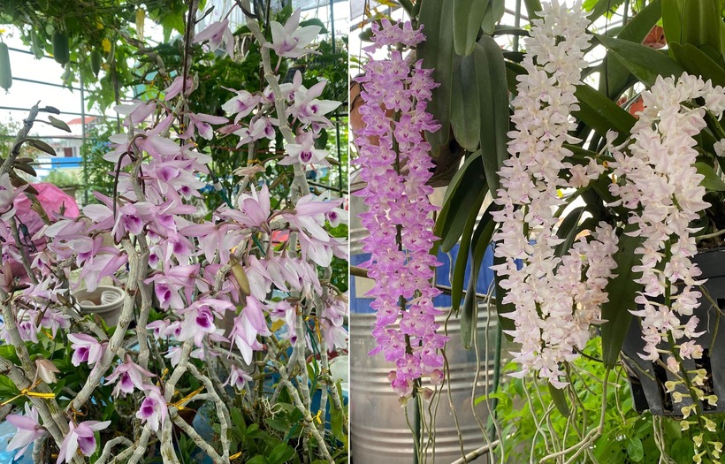 Đối với chị Thêu, làm vườn trên cao tuy vất vả và đòi hỏi sự kiên trì nhưng những giá trị tinh thần nhận lại là vô giá. Mỗi ngày, chị đều dành ít nhất một tiếng đồng hồ vào buổi sáng sớm và chiều muộn để chăm chút cho từng gốc cây.