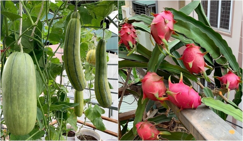 Thành quả lao động không chỉ cải thiện chất lượng bữa ăn gia đình mà còn trở thành món quà ý nghĩa để chị sẻ chia với bạn bè, hàng xóm, góp phần lan tỏa lối sống xanh và tinh thần lạc quan giữa lòng thủ đô.