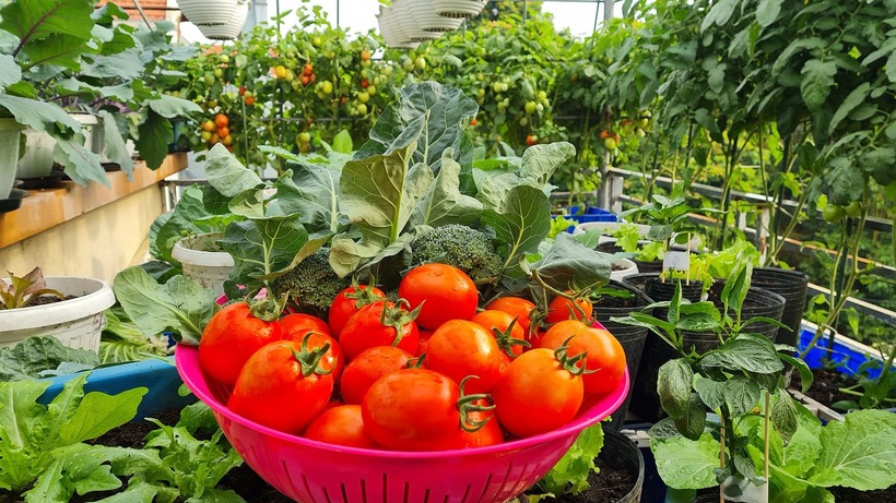 Chị chia sẻ rằng việc làm vườn trên cao tuy vất vả và đòi hỏi sự kiên nhẫn mỗi ngày, nhưng bù lại, gia đình chị không chỉ có thực phẩm an toàn mà còn có một không gian xanh mát để thư giãn sau những giờ làm việc.