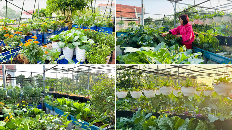 Để có được thành quả này, chị Oanh hồi tưởng về những ngày đầu làm vườn đầy vất vả từ hơn một thập kỷ trước. Khi đó, vợ chồng chị phải vận chuyển đất lên cao bằng cách thủ công, dùng dây thừng buộc vào vỏ thùng sơn để kéo từng mẻ đất lên sân thượng.