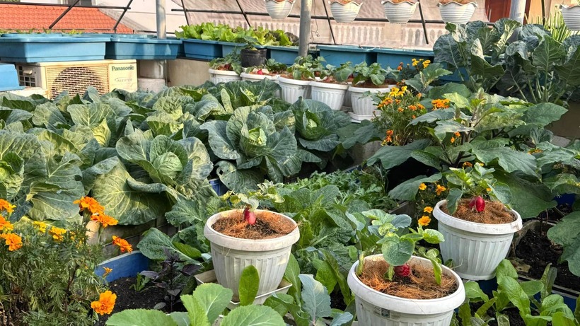 Theo kinh nghiệm tích lũy của chị, yếu tố tiên quyết để canh tác hiệu quả trên cao là việc phân chia khu vực hợp lý nhằm tối ưu hóa diện tích. Chị tận dụng khoảng không phía trên để treo các chậu móc, xung quanh làm giàn cho cây leo, còn phía dưới sắp xếp các chậu trồng phù hợp với đặc tính từng loại cây, tạo nên một không gian vừa thẩm mỹ vừa thuận tiện cho việc chăm sóc và thu hoạch.
