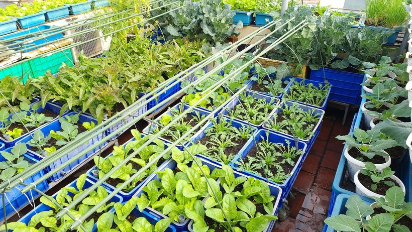 Bên cạnh việc quy hoạch, nữ gia chủ đặc biệt chú trọng đến khâu làm giá thể. Chị pha trộn đất theo công thức 40% đất phù sa và 60% chất hữu cơ từ rác nhà bếp, tro bếp, vỏ lạc cùng xơ dừa. Để hạn chế mầm bệnh, chị kết hợp thêm trấu hun, phân bò và luôn lưu ý phơi đất thật kỹ trước khi trồng. Tùy vào nhu cầu dinh dưỡng của mỗi loại cây mà chị sẽ bổ sung thêm phân hữu cơ và tưới nước với liều lượng phù hợp.