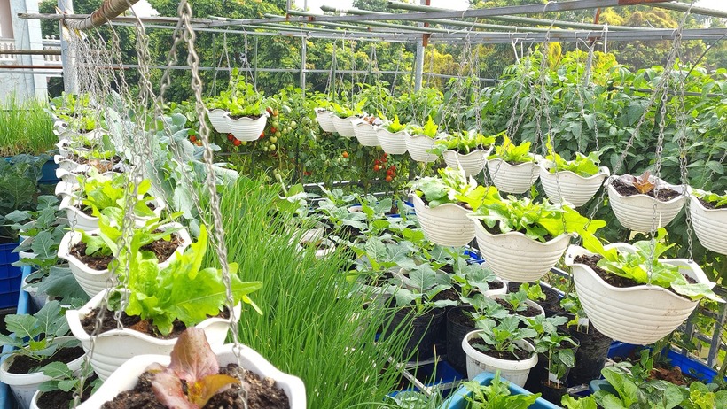 Chị Oanh cũng dành thời gian nghiên cứu kỹ đặc tính của từng giống cây để ưu tiên trồng đúng thời vụ theo phương châm mùa nào thức nấy. Vào mùa hè, vườn thường có rau muống và mùng tơi. Với rau muống, chị hái sát gốc và chừa lại mầm mới để nhanh chóng có đợt thu hoạch tiếp theo. Đối với mùng tơi, khi cây già, chị thường cắt thân thành từng đoạn rồi vùi vào đất để nảy mầm thành cây con thay vì gieo hạt mới.