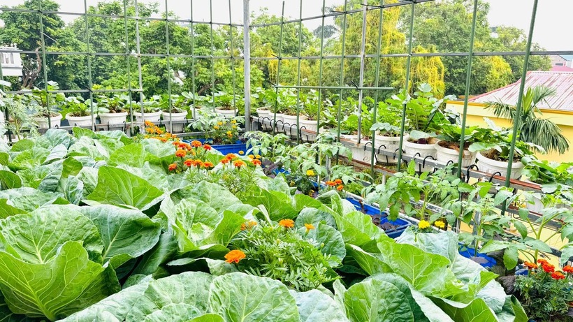 Để bảo vệ cây trồng trước sự thay đổi của thời tiết, nhất là giai đoạn cây con, chị luôn chuẩn bị sẵn khung che và bạt nilon để tránh mưa.