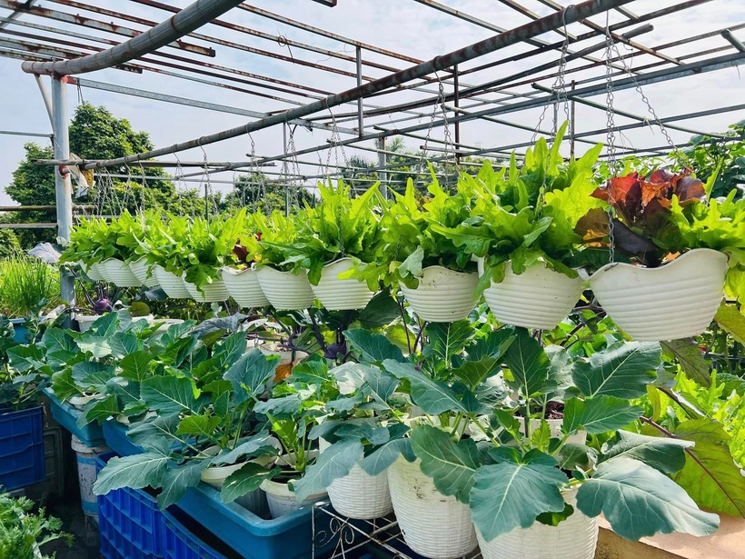 Xác định tiêu chí rau sạch vì sức khỏe, chị Oanh tuyệt đối không sử dụng thuốc kích thích hay phân bón hóa học. Thay vào đó, chị chỉ dùng phân hữu cơ và định kỳ phun dung dịch tỏi ớt hoặc nước bồ hòn để phòng trừ sâu bệnh.