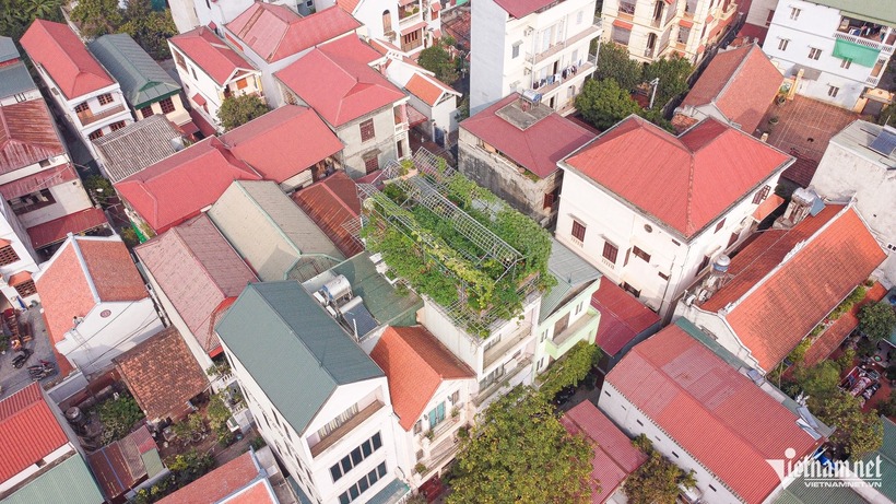 Nằm bình yên tại tầng 4 của một ngôi nhà trong khu dân cư ở Hà Nội, khu vườn rộng 100m2 của anh Nguyễn Hà Giang không chỉ là một khoảng xanh đơn thuần mà là một hệ sinh thái nông nghiệp thu nhỏ đầy sức sống.