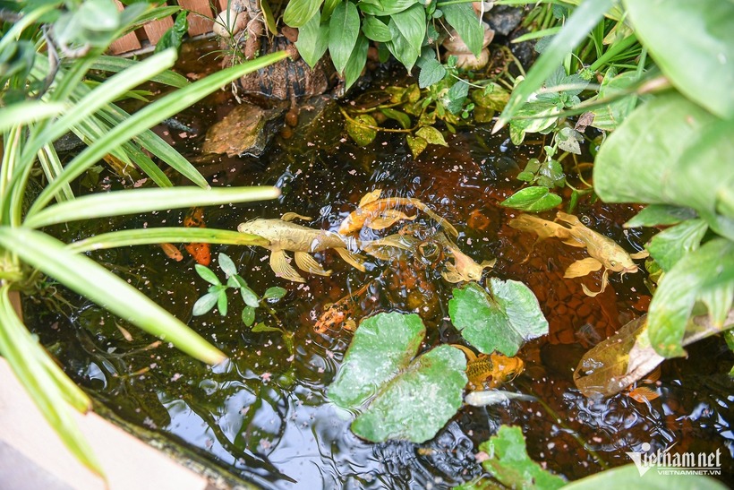 Giữa lòng thủ đô nhộn nhịp, mô hình của anh không chỉ cung cấp thực phẩm sạch mà còn là minh chứng cho lối sống bền vững, giúp con người xích lại gần hơn với thiên nhiên.