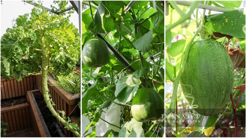Tổng thể nông trại được chia thành hai tầng riêng biệt: tầng dưới là không gian dành cho nuôi cá, gà, chim bồ câu và các loại cây dây leo như bầu, bí, mướp; trong khi đó, tầng trên được dành riêng để canh tác các loại rau củ theo mùa. Toàn bộ hệ thống đều được gia cố vững chắc bằng sắt thép, bồn composite cùng hệ thống dẫn nước và tưới tiêu tự động thông minh.