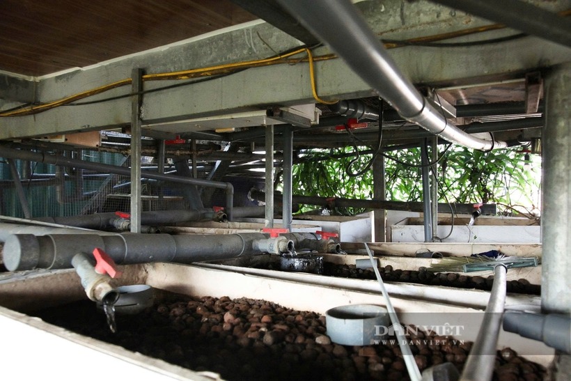 Khởi nguồn từ sự kết hợp giữa mô hình Aquaponics, hệ thống tưới ngược mao dẫn Wicking Bed và tháp trồng cây hữu cơ, đến nay anh chỉ giữ lại khoảng 30% nguyên bản, phần còn lại đều được biến tấu dựa trên kinh nghiệm thực tế.