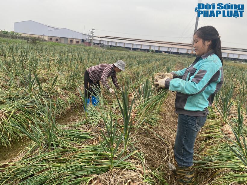 Hành nhà bà Phương tuy đẹp mã hơn, nhưng bà cùng con gái cũng tranh thủ nhổ những ngày Tết để giữ trọn chất lượng hành sau phơi khô