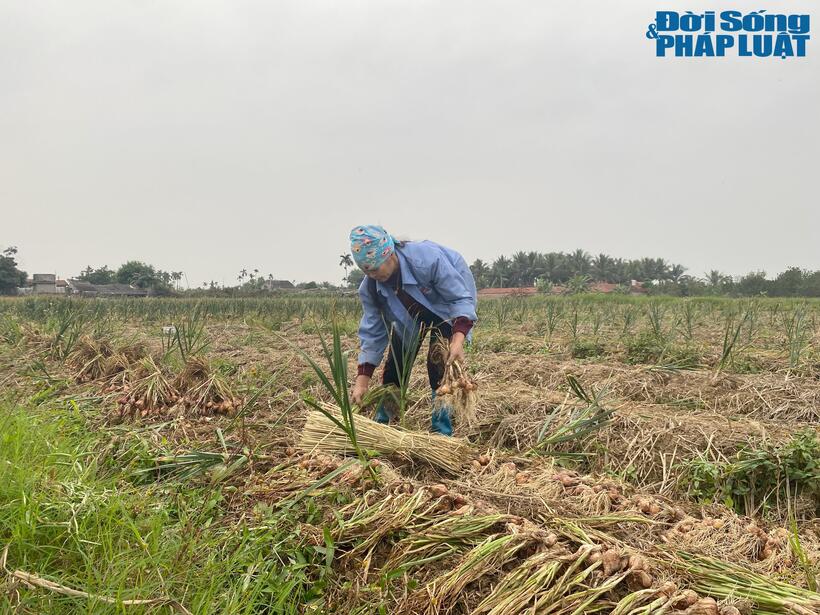 Gia đình bà Dung có tận 1 mẫu (10 sào) hành nhưng tất cả đều ế ẩm không có thương lái hỏi mua