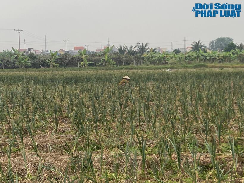 Nông dân nhổ hành giữa Tết vì không bán được trước giao thừa