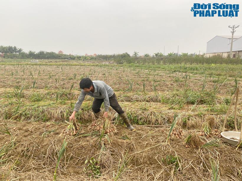 Nhiều gia đình phải gom hành về nhà phơi khô, chờ giá cao mới bán