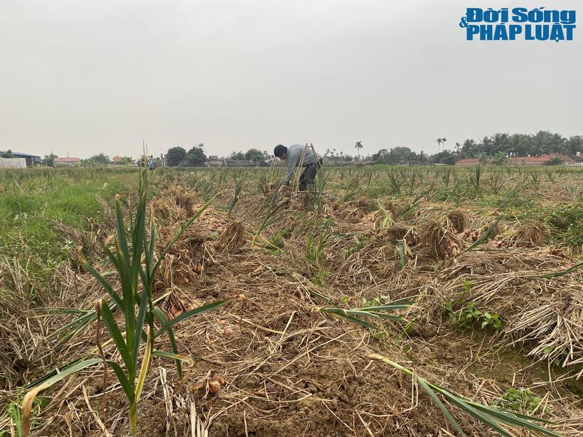 Hành thối lá, gia đình bà phải "chạy KPI" nhổ ngay những ngày Tết để vớt vát
