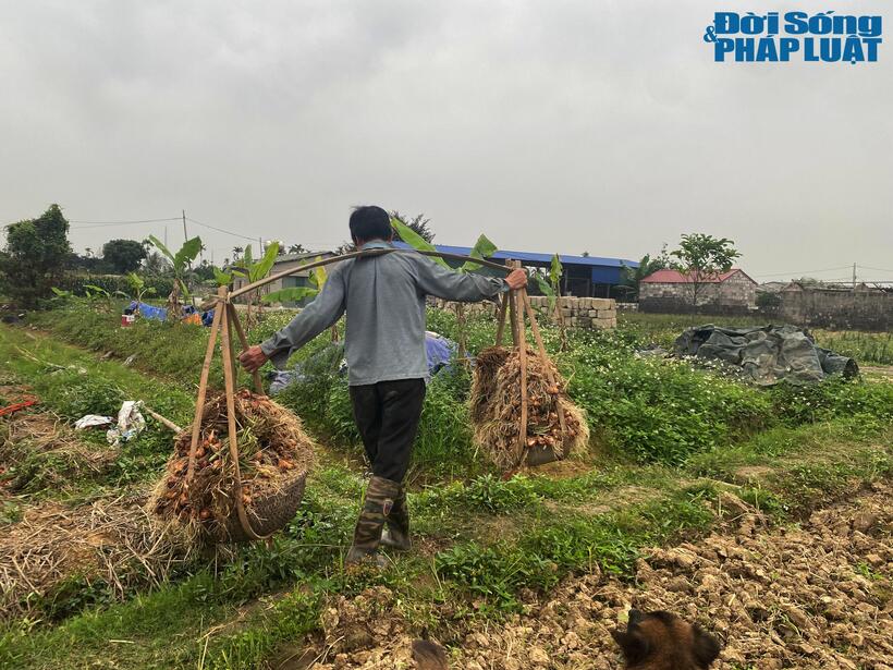 Không kể ngày Tết hay ngày thường, hành mất giá xem như mất Tết ở nơi được xem là "thủ phủ" trồng hành miền Bắc