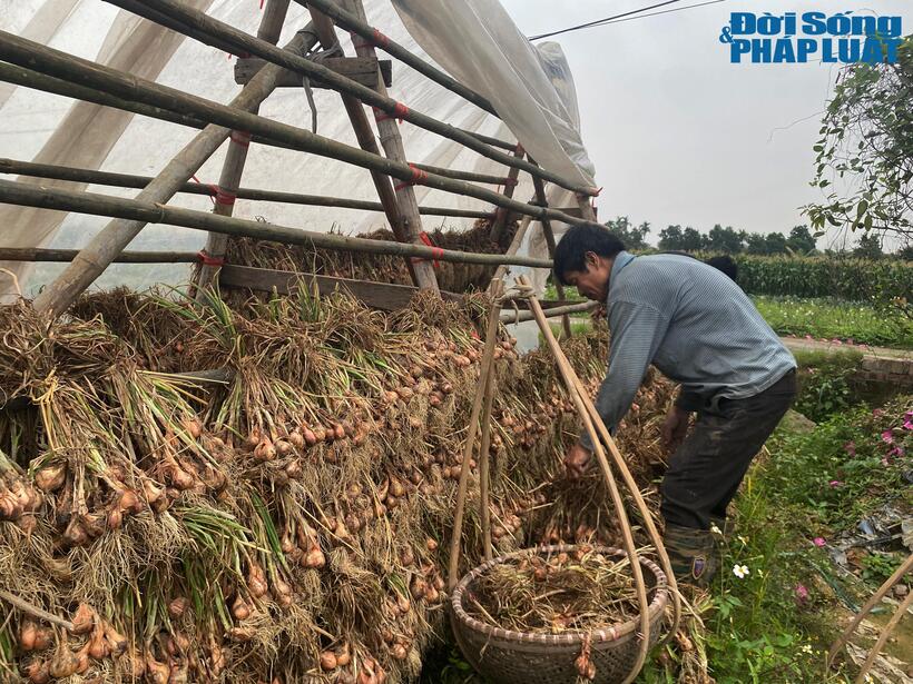 Những cụm hành nhổ lên được phơi lên giàn cho khô, do thời tiết mưa phùn, người nông dân phải che bạt, áo mưa để tránh mục lá hành