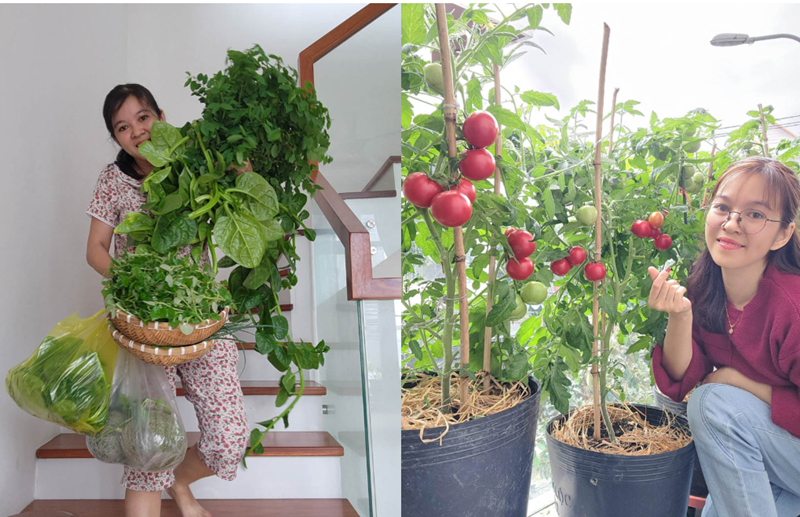 Về chi phí, chị Luy đã đầu tư khoảng 9 triệu đồng cho giai đoạn đầu bao gồm làm giàn và đất trồng, chủ yếu tận dụng thùng xốp và thùng sơn cũ. Sau này, chị dần nâng cấp hệ thống tưới tự động và mái che với tổng kinh phí thêm khoảng 19 triệu đồng. Đối với chị, khoản đầu tư này mang lại giá trị vô giá về tinh thần và sức khỏe.