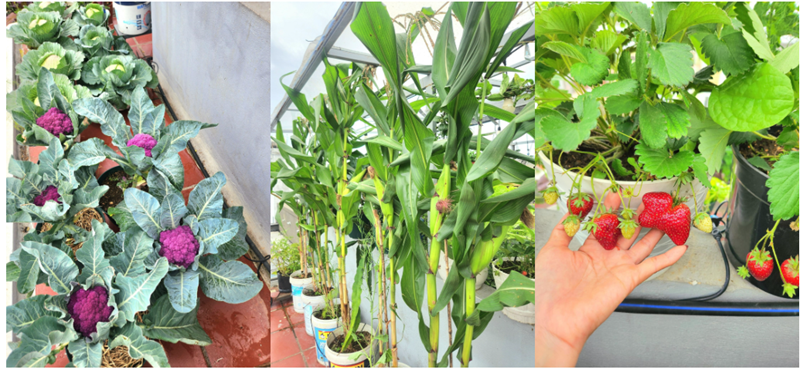 Sau vài năm làm bạn với cây cỏ, chị không chỉ thấy yêu đời hơn, tăng thêm được 4kg mà còn cảm nhận rõ sự gắn kết, thấu hiểu giữa các thành viên trong gia đình nhỏ của mình.