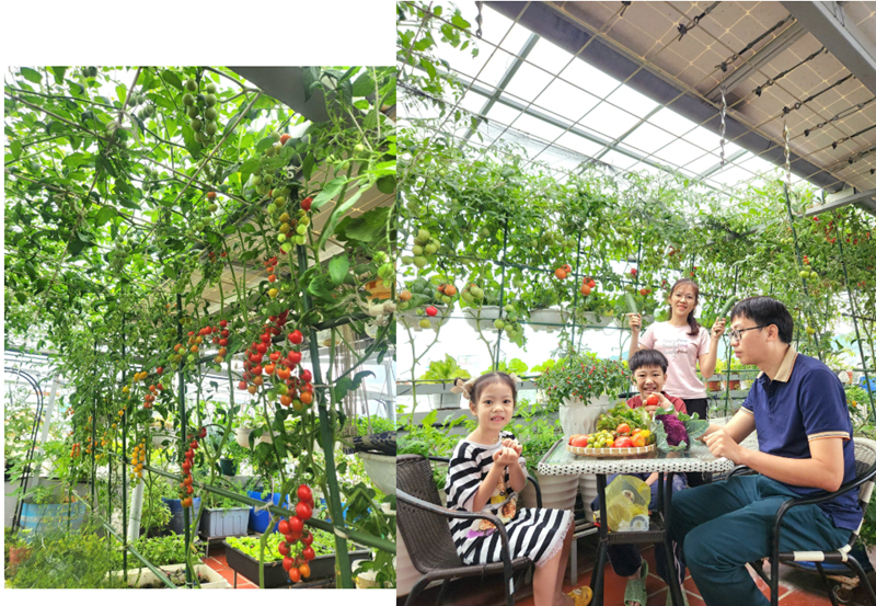 Thành quả sau 4 năm gây dựng của chị là một không gian xanh mướt, trĩu quả giữa lòng thành phố, nơi không chỉ cung cấp thực phẩm sạch mà còn là tổ ấm đong đầy yêu thương cho các con.