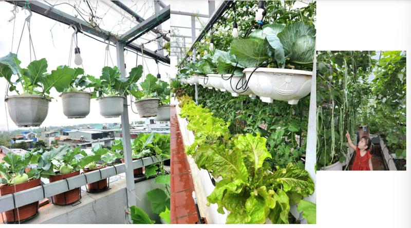 Khu vườn rộng khoảng 35m2 trên sân thượng nhà chị Luy luôn rực rỡ sắc màu với đủ loại rau củ quả theo mùa. Trên giàn, những chùm cà chua chín mọng xen lẫn trái cam, trái đỏ tạo nên khung cảnh đẹp mắt. Phía dưới, những cây súp lơ trắng, tím nở to tròn như hoa, bao quanh là ngô, củ cải, chanh, ớt cùng nhiều loại rau ăn lá tươi tốt.