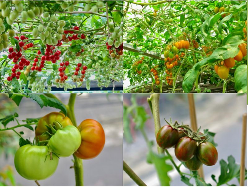Ý tưởng làm vườn nhen nhóm từ năm 2019 khi con gái thứ hai của chị bắt đầu bước vào tuổi ăn dặm. Đặc biệt, chị Luy muốn tạo ra một môi trường thiên nhiên gần gũi để hỗ trợ con trai đầu lòng vốn chịu một chút khiếm khuyết về trí tuệ. Với tâm niệm bù đắp cho con, chị kiên trì đưa con lên vườn mỗi ngày để giới thiệu từng loại cây cỏ.