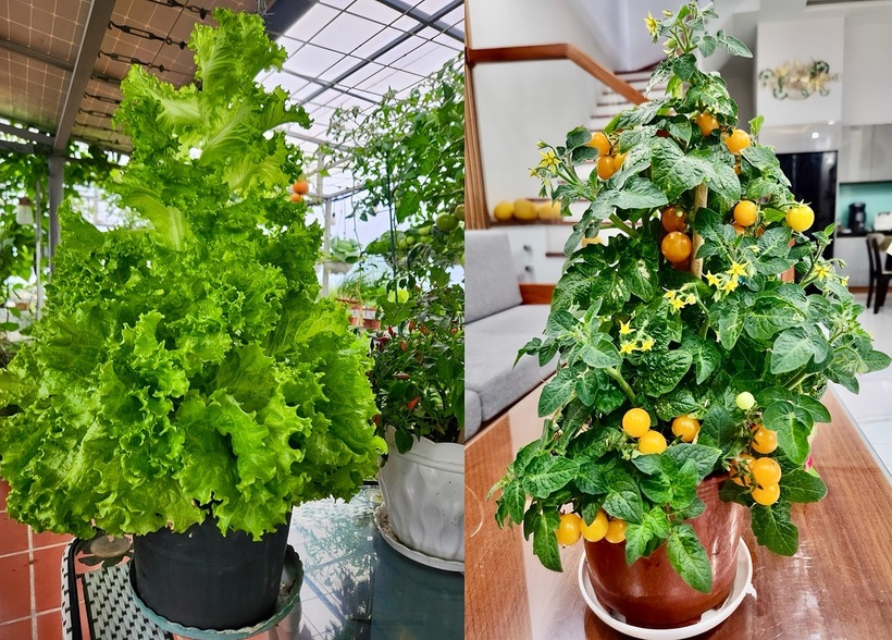 Chị Luy còn rất chú trọng đến việc canh tác bền vững khi tự ủ phân hữu cơ từ rác nhà bếp, bánh dầu, trứng, sữa và tận dụng phế phẩm nông nghiệp làm phân bón. Để phòng trừ sâu bệnh, chị ưu tiên các biện pháp sinh học như bắt sâu bằng tay, dùng dầu Neem hoặc dịch tỏi ớt thay vì hóa chất. Nhờ sự chăm sóc tỉ mỉ, vườn rau không chỉ đáp ứng đủ nhu cầu của gia đình mà còn dư dả để chị đem tặng hàng xóm, đồng nghiệp, thậm chí là gửi ngược từ phố về quê.