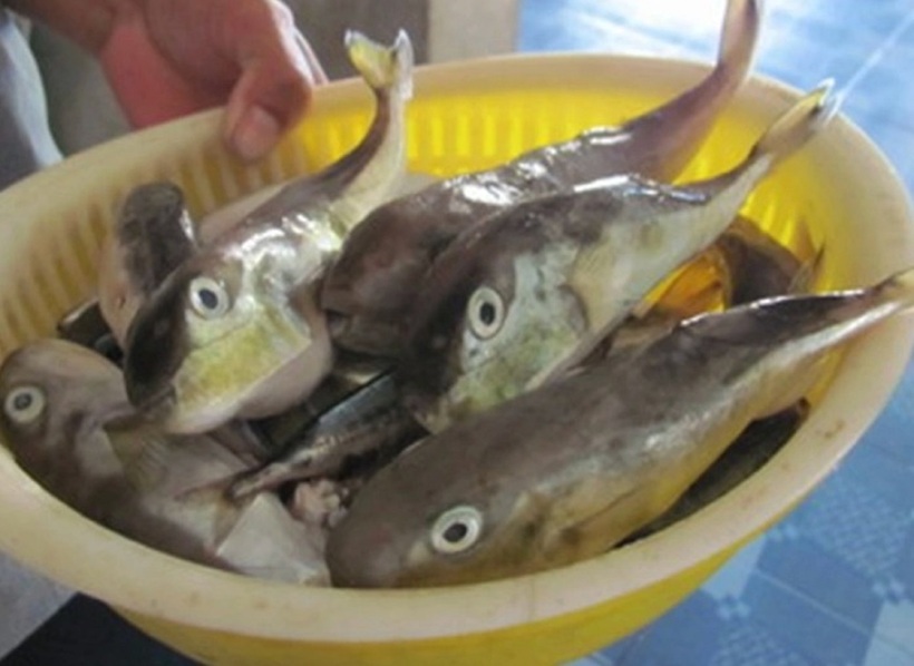 Cá nóc. Ảnh minh họa