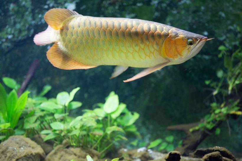 13 trường hợp phải cấp cứu, điều trị tại Bệnh viện Đa khoa Ngọc Lặc do nghi bị ngộ độc thực phẩm sau khi ăn trứng cá cảnh (cá Rồng)