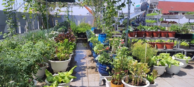 Chia sẻ về bí quyết canh tác, gia chủ cho hay do đặc thù đất tại khu vực là đất sét pha cát nên ông đặc biệt chú trọng khâu cải tạo đất bằng phân bò ủ hoai kết hợp chế phẩm EM và phân trùn quế. Ngoài ra, ông còn bổ sung phân NPK để đảm bảo dinh dưỡng cân đối cho cây trồng và lắp đặt hệ thống tưới tiêu tự động nhằm tối ưu hóa công sức chăm sóc.