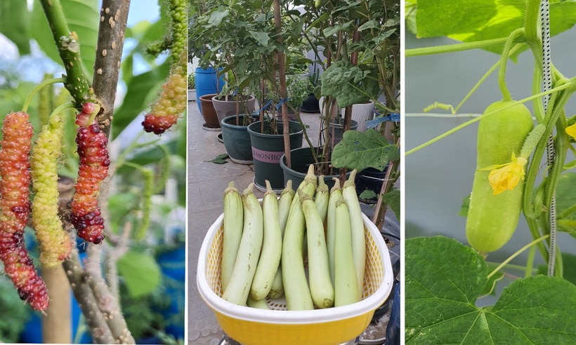 Không giữ cho riêng mình, ông luôn sẵn lòng chia sẻ kinh nghiệm và hỗ trợ cây giống cho những người có cùng sở thích muốn thử sức với mô hình nông nghiệp độc đáo này.