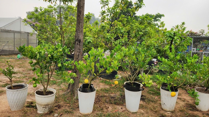 Hành trình này ban đầu không hề dễ dàng khi ông phải mua giống qua trung gian, dẫn đến việc cây sinh trưởng tốt nhưng không đậu quả. Không nản chí sau những thất bại đầu tiên, ông quyết tâm tìm kiếm nguồn giống chất lượng để trồng lại.