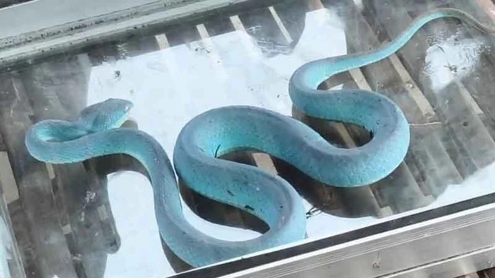Cận cảnh con rắn màu xanh lam "cực hiếm" người phụ nữ bắt được. Ảnh: Sao Star
